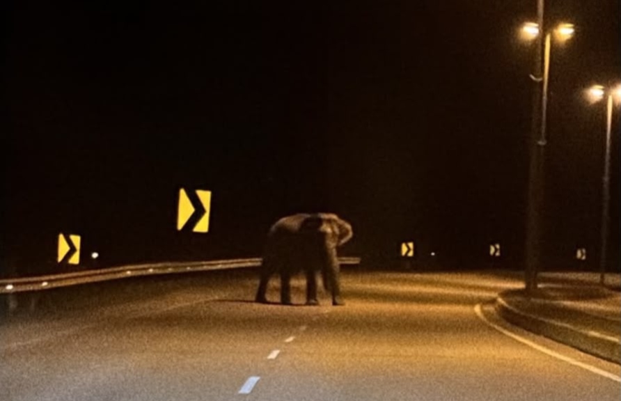 Penemuan Gajah Liar di Kijal Gemparkan Penduduk
