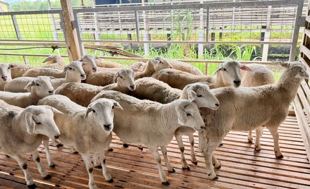 Terengganu Pelopori Projek Perintis  Penternakan Biri-Biri Baka Aussie White