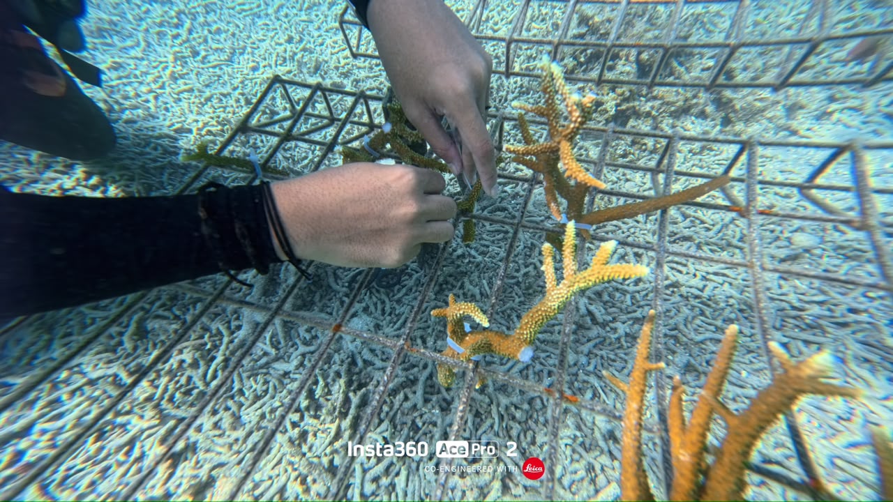 Restorasi Karang Pulau Redang Hidupkan Semula Habitat Marin