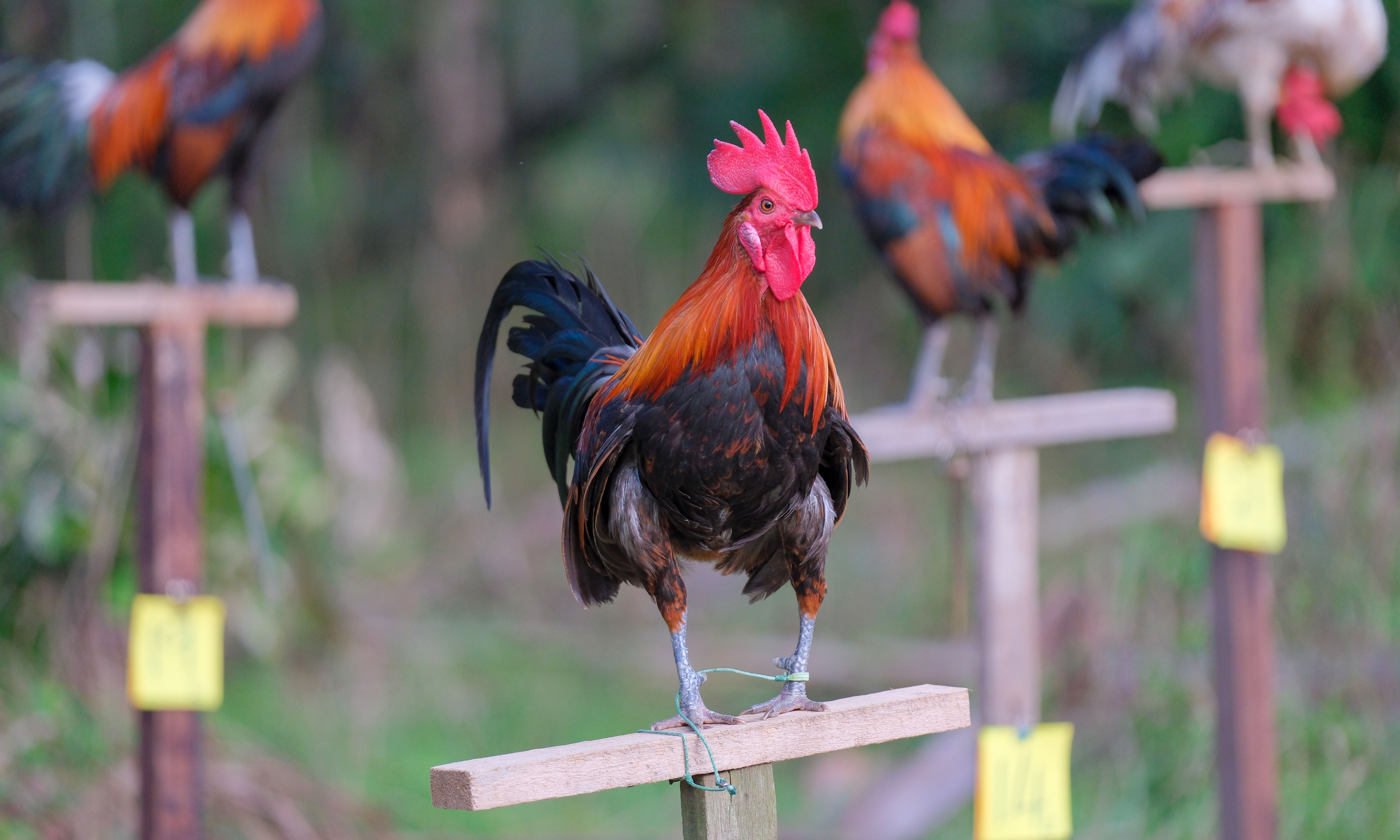 Pertandingan Ayam SorokTarik Perhatian Penduduk Di Kerandang
