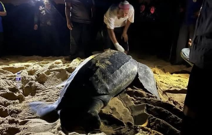 Pendaratan Kali Ketiga Penyu Belimbing Di Pantai Dungun Beri Sinar Baharu