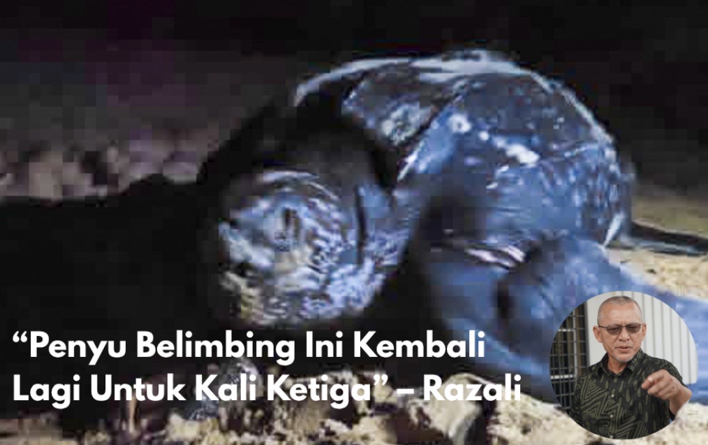 Penyu Belimbing Kembali Bertelur, Rantau Abang Terus Jadi Pilihan