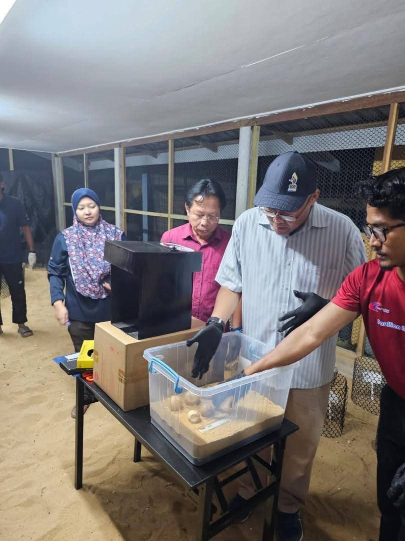 Lima Pendaratan Penyu Belimbing Direkodkan, Dua Sarang Tidak Tersenyawa