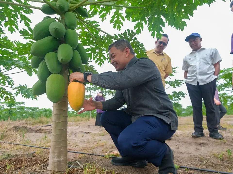 Masih Ada Lot Kosong TKPM, Kerajaan Negeri Ajak Petani Rebut Peluang