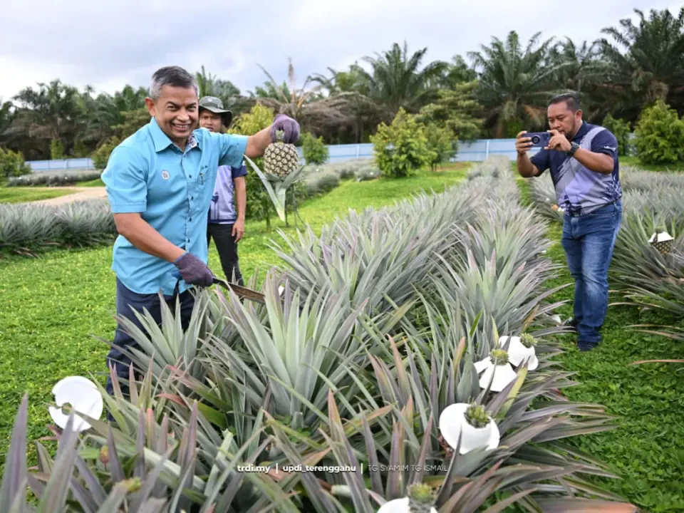 Jerangau Jadi Lokasi Pertama 70,000 Pokok Nanas Varieti SG1 Ditanam di Pantai Timur