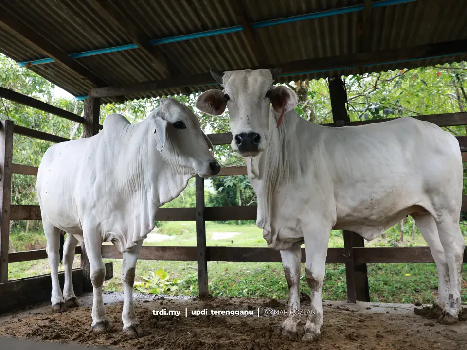 65 Penternak Terengganu Terima 128 Lembu Baka Premium Bernilai RM2 Juta