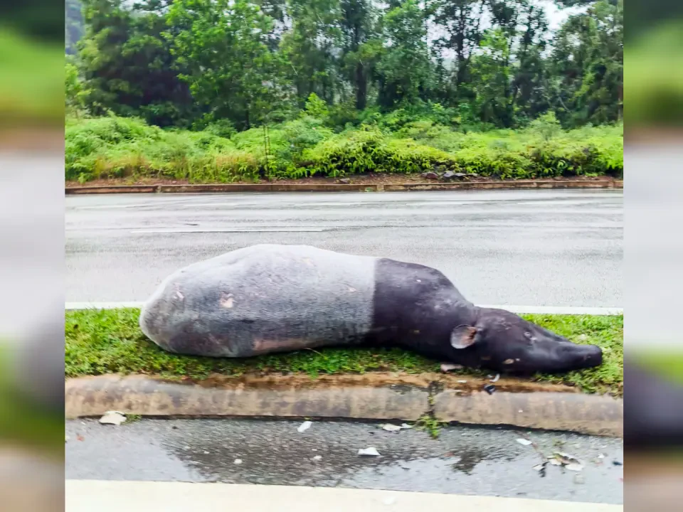 Tapir Seberat 250 Kilogram Mati Dirempuh Kenderaan di Jalan Kijal