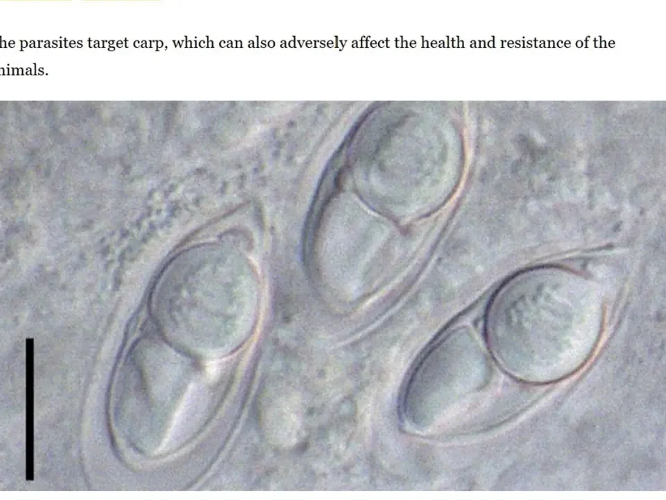 Saintis UMT Diiktiraf Dunia, Nama Diabadikan Pada Spesies Baharu