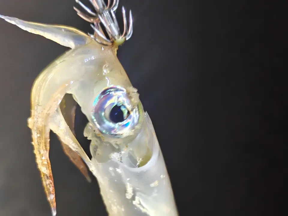 Rezeki Candat Melimpah Hingga ke Darat, EXCO Pesan Jaga Kebersihan Pantai