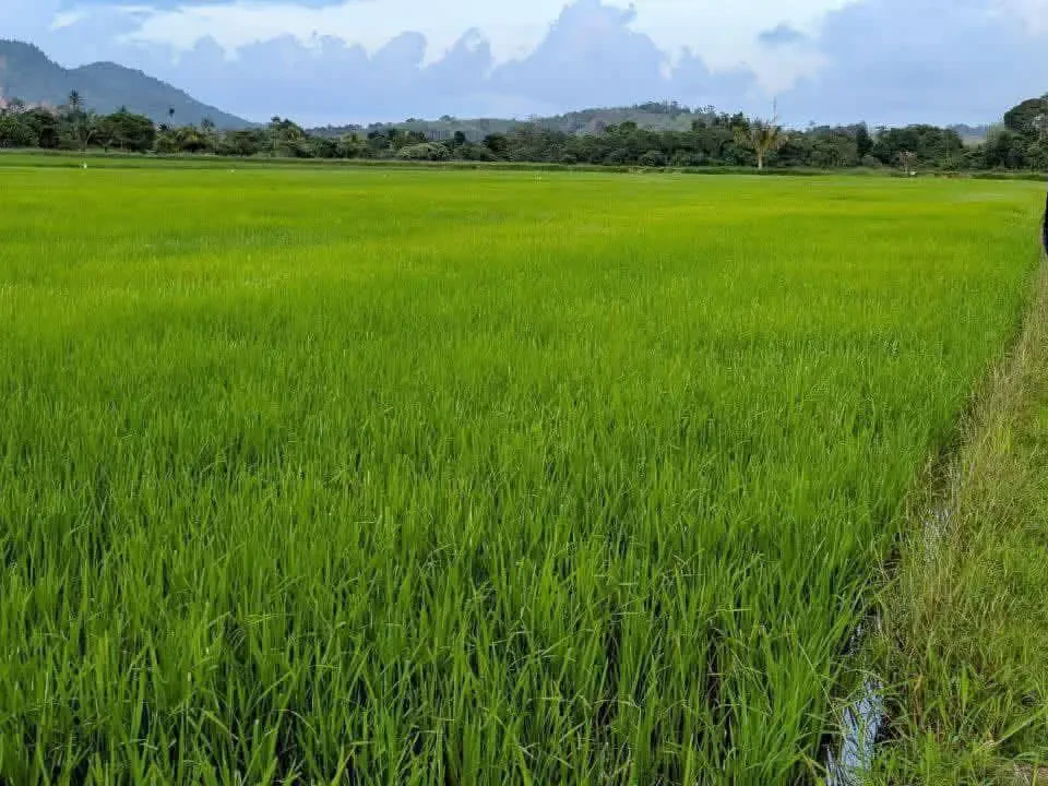 ‘Selagi Rakyat Makan Nasi, Tanah Sawah Tetap Dipertahankan’ - Dr Azman