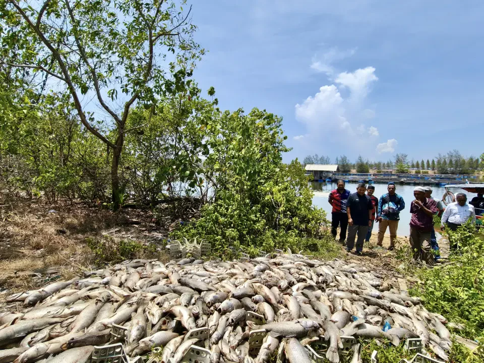 Tiga Metrik Tan Ikan Mati Akibat Fenomena Air Surut, Penternak Rugi RM60,000
