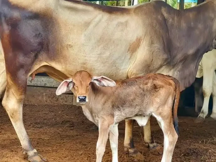 Induk Brahman Australia selamat melahirkan ‘anak Terengganu’