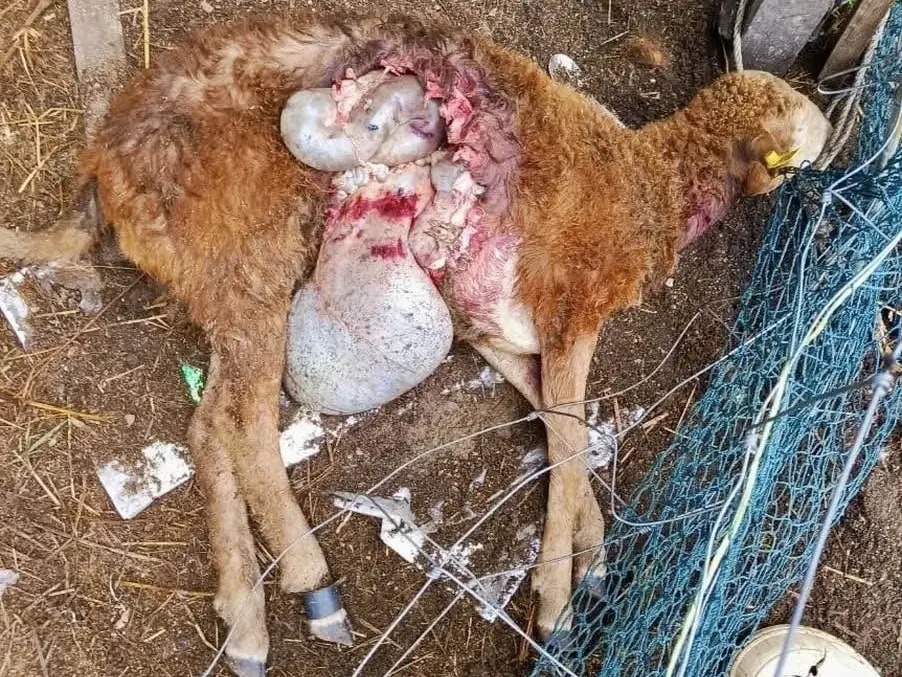 Isu Anjing Liar: Kerajaan Terengganu Sedia Bantu Penternak, Tindakan Tegas Sedia Diambil