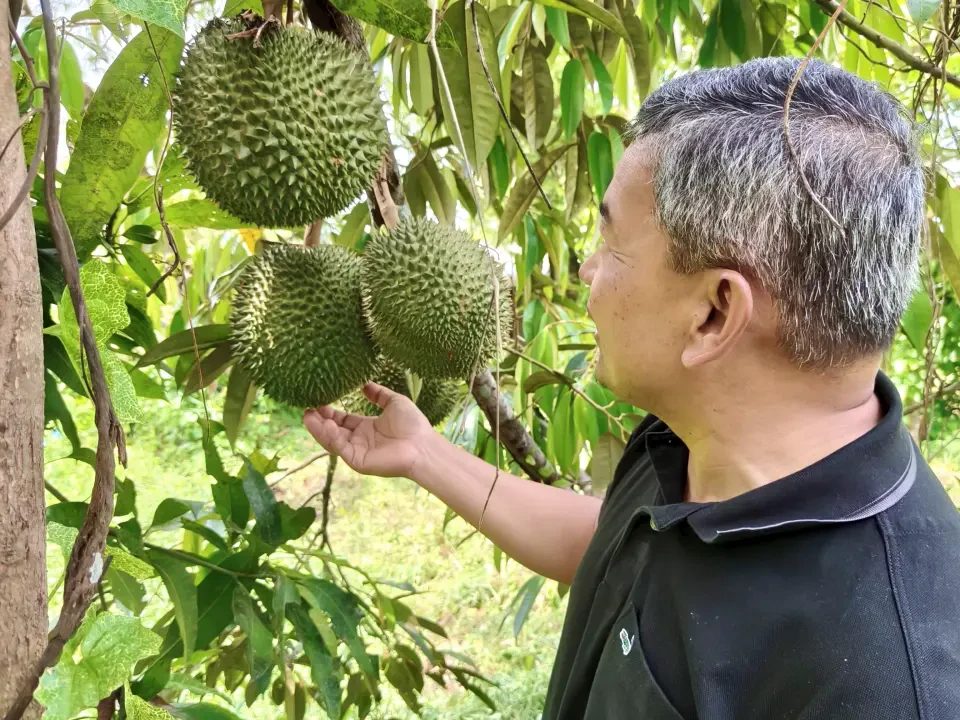 Jawatankuasa Pertanian Terengganu Sedia Pelan Alternatif Hadapi Risiko Lambakan Durian