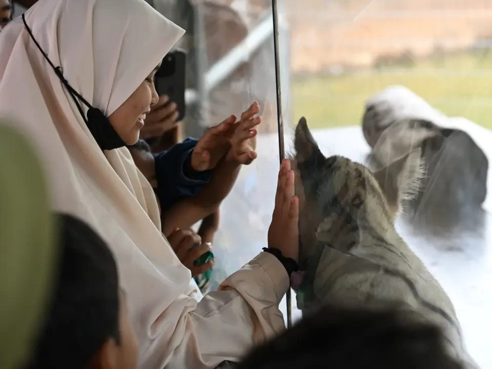 Kemaman Zoo Celebrates New Attraction with Captive-Bred White Bengal Tiger Cubs