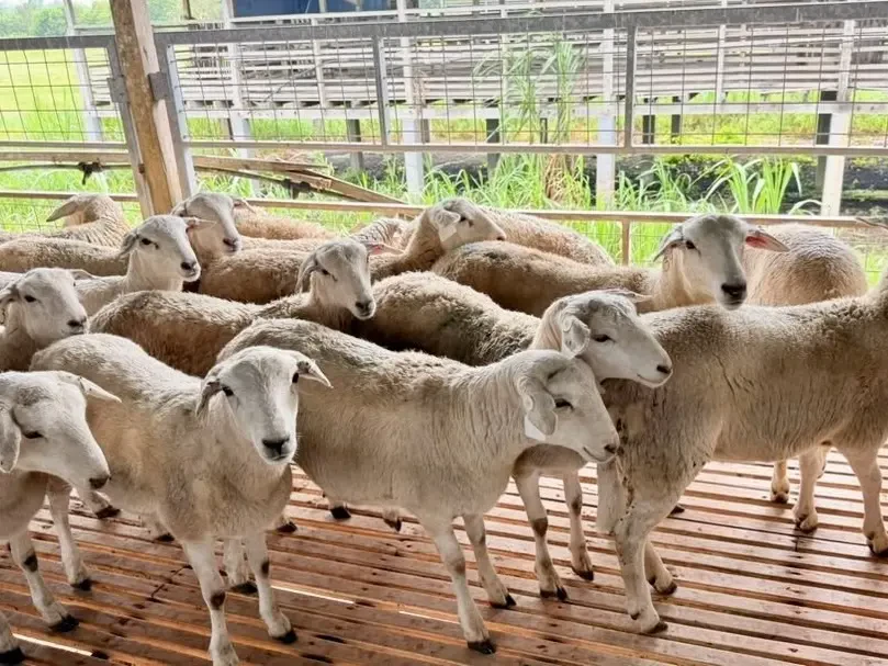Terengganu Pelopori Projek Perintis  Penternakan Biri-Biri Baka Aussie White