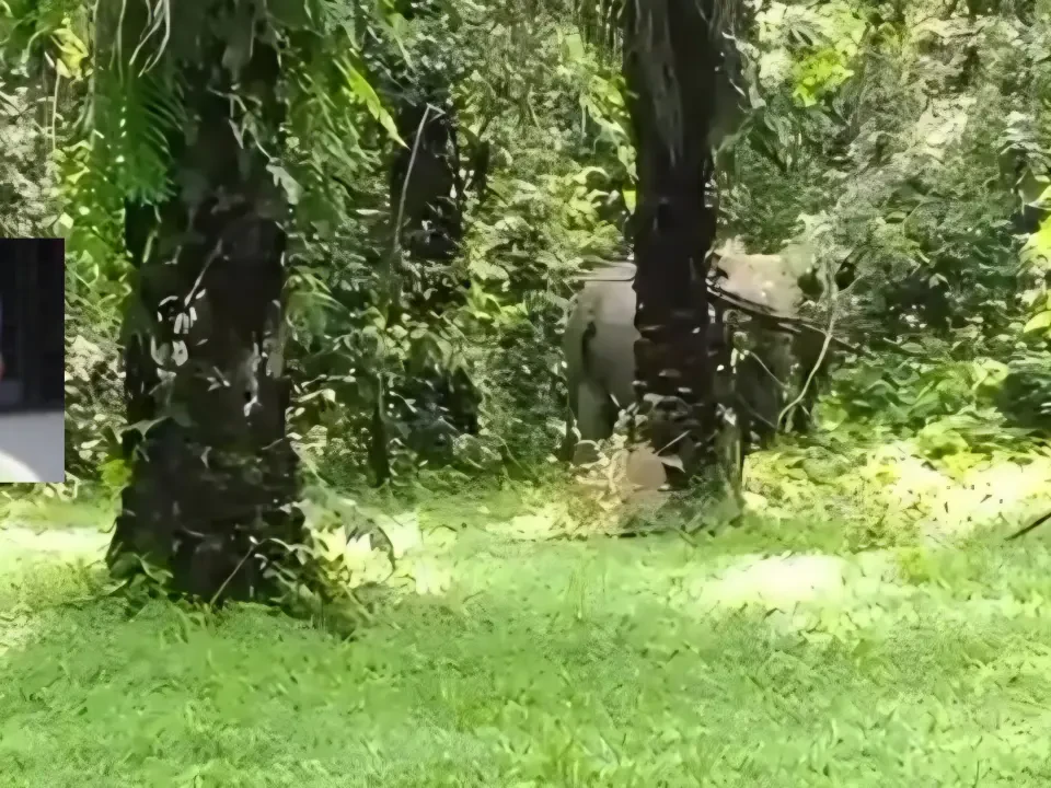 Kelibat Gajah Gusarkan Penduduk Felda Chalok
