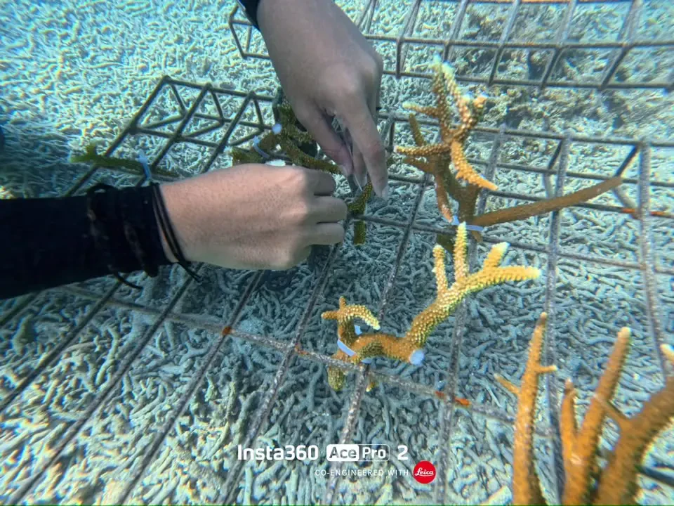 Restorasi Karang Pulau Redang Hidupkan Semula Habitat Marin