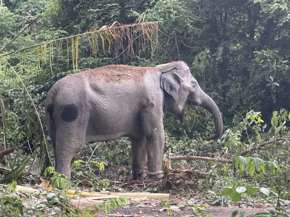 Dua Gajah Denak Bantu Pindahkan Gajah Liar di Jeram Manir