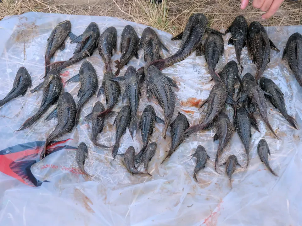 Program Mitigasi Ikan Asing Lindungi Ekosistem Perairan
