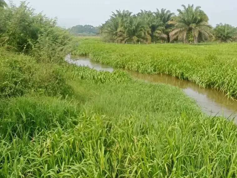 Terengganu Beri Jaminan Sistem Saluran Air Buang Sawah Padi Gong Telikong  Dibersihkan Segera