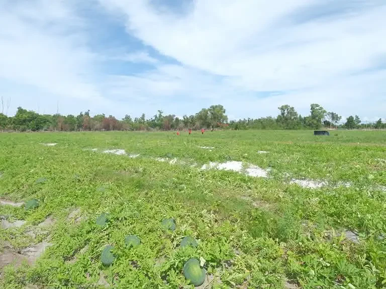 Lapan Usahawan Tempatan Di Kg Setia Jaya Merang Teroka Projek Tembikai 20 Hektar