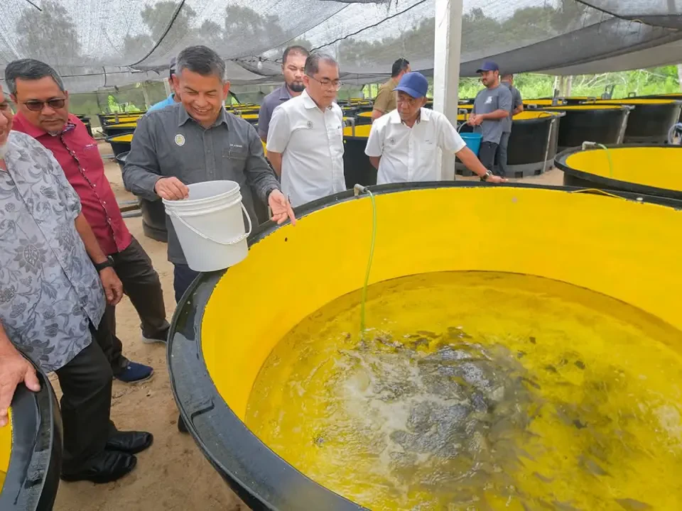 Terengganu Pengeluar Utama Benih Ikan Marin Negara Catat Peningkatan 15.5 Juta Ekor