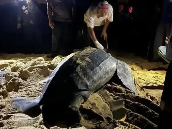 Pendaratan Kali Ketiga Penyu Belimbing Di Pantai Dungun Beri Sinar Baharu