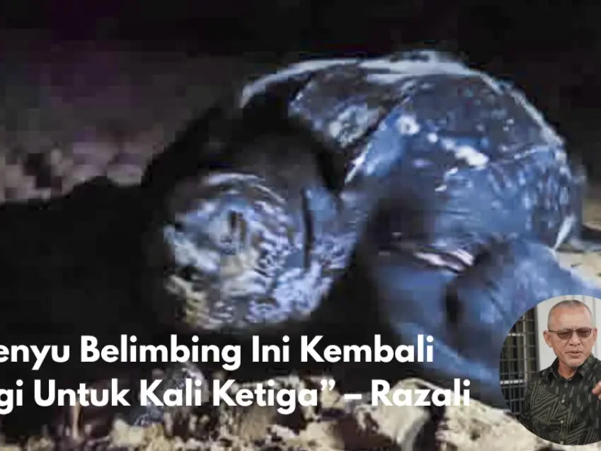 Penyu Belimbing Kembali Bertelur, Rantau Abang Terus Jadi Pilihan