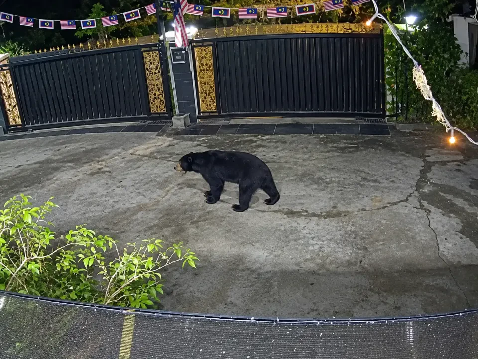 Beruang matahari berkeliaran, penduduk Taman Selesa Dungun cemas
